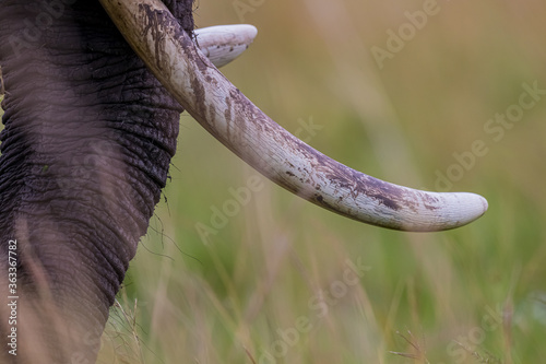 Close up of ivory tusks of African elephant