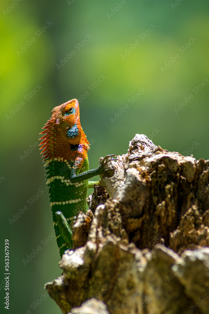 Close-up of an isolated orange and green lizard on a tree stump. Ella, Sri Lanka. blurred jungle in the background Close-up of an isolated orange and green lizard on a tree stump. Ella, Sri Lanka. blurred jungle in the background