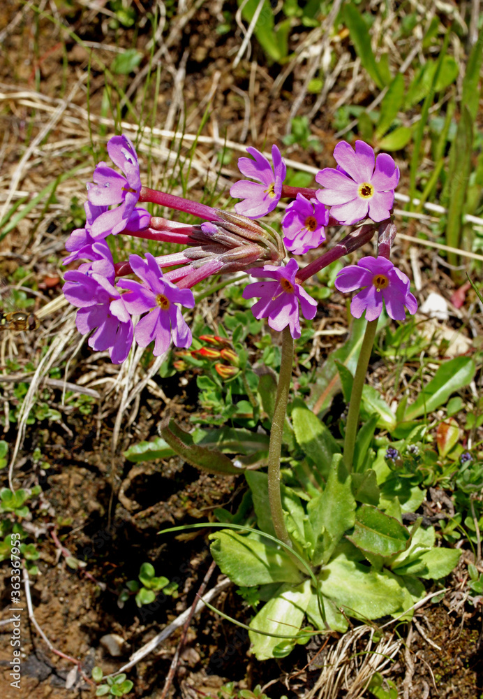 piccole primule di montagna (Primula halleri)