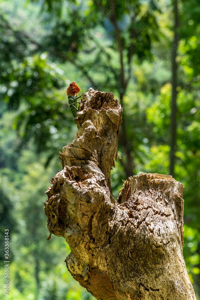 Isolated orange and green lizard on a tree stump. Ella, Sri Lanka. blurred jungle in the background