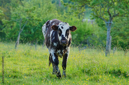 Animal ferme vache 377