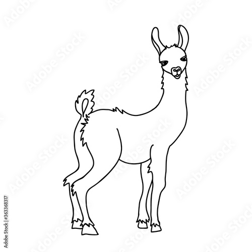 Llama vector illustration. Hand drawn Peruvian animal  black and white doodle. Cute llama looking over the shoulder  for tattoo design.