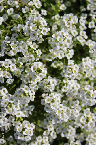 White sweet alyssum in bloom