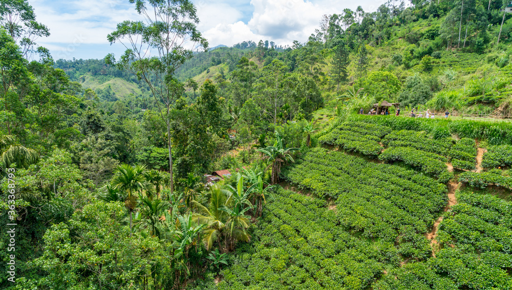 Naklejka premium Beautiful green tea plantation in Ella, sri lanka.