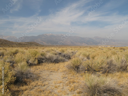 Vegetation on the South Tufa Trail  Mono Basin National Forest Scenic Area  California  USA