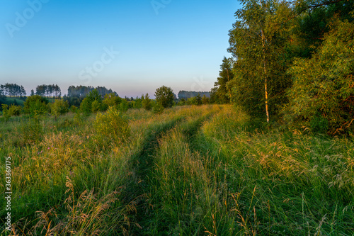 a dirt road overgrown with tall grass on a summer evening at sunset