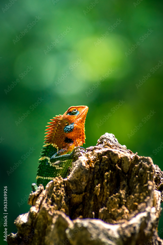 Close-up of an isolated orange and green lizard on a tree. Ella, Sri Lanka. beautiful green bokeh with light in the background Close-up of an isolated orange and green lizard on a tree. Ella, Sri Lanka. beautiful green bokeh with light in the background