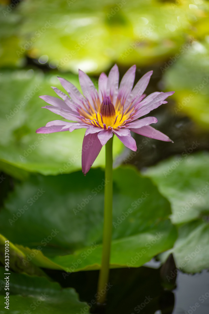 Close-up of an isolated pink lotus flower blooming on the green leaves in a pond. Portrait format Close-up of an isolated pink lotus flower blooming on the green leaves in a pond. Portrait format