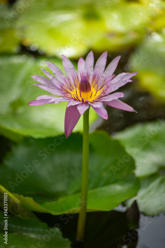 Close-up of an isolated pink lotus flower blooming on the green leaves in a pond. Portrait format