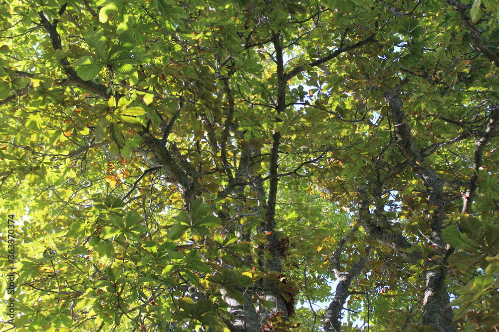 Fototapeta premium Late summer sunlight through leaves on tree branches in the afternoon