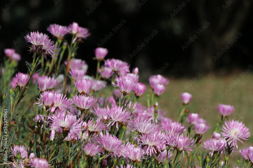Obraz premium Ice Plant specimen - Carpobrotus edulis
