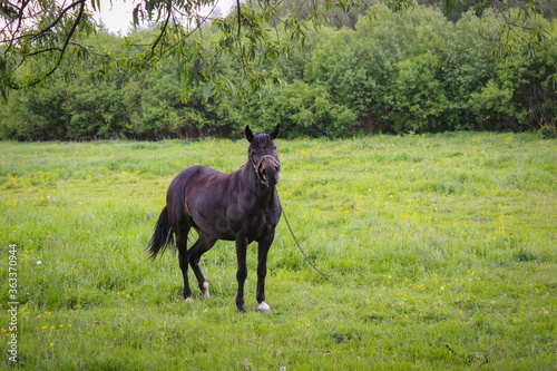 Fototapeta Naklejka Na Ścianę i Meble -  One Black Horse Grazing On A Leash In A Meadow