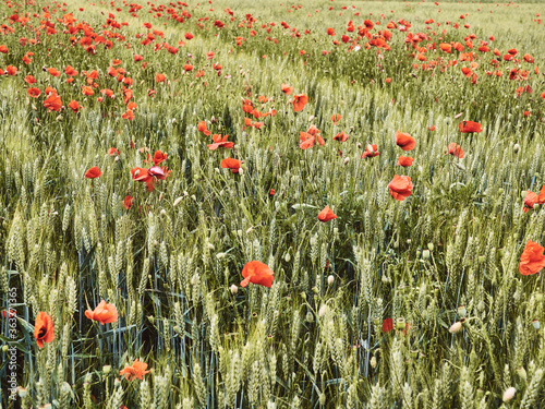 poppy field in summer