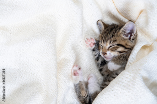 Small striped kitten sleeps covered with white light blanket. Concept of adorable pets. Copyspace.