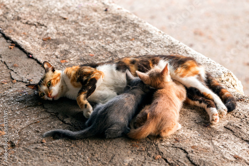 The mother stray or feral cat breastfeeding her kittens on the sidewalk. Feral cats often live outdoors in colonies in locations where they can access food and shelter. photo