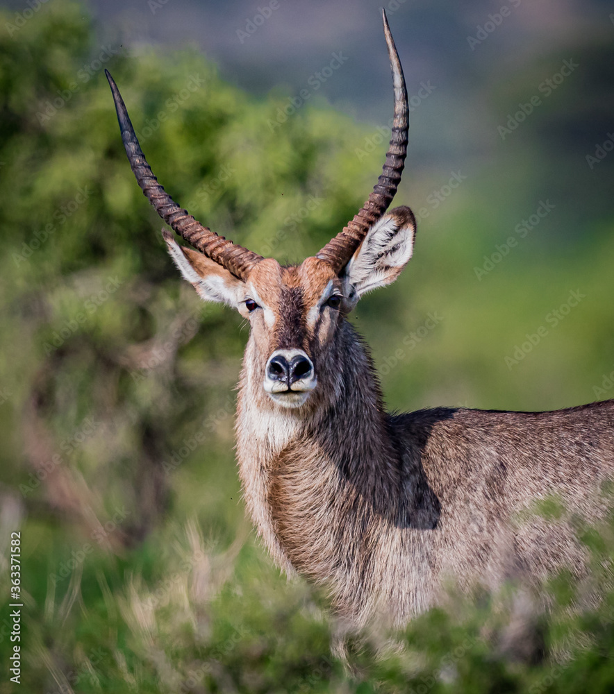 Profile of waterbuck looking into camera. Profile of waterbuck looking into camera.
