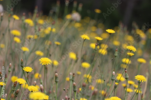 Dandelion - Taraxacum - seeds scatter in the wind. © Vlad Loschi