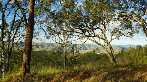 Late afternoon view through trees to Queensland  New South Wales border ranges in the distance. Scenic Rim  Queensland  Australia.
