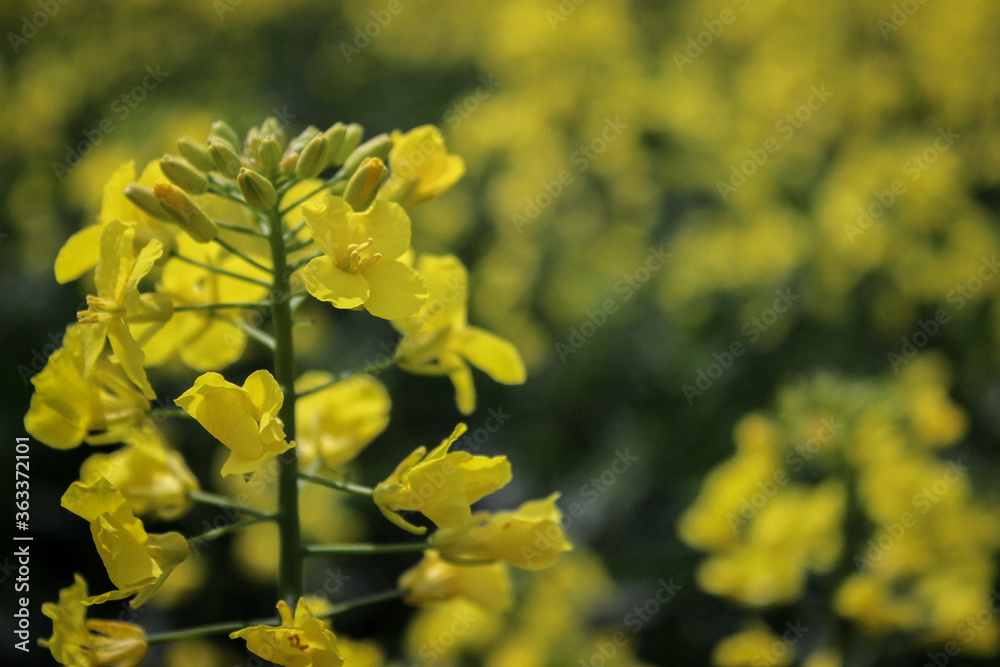 Closeup Macro Photo Of Yellow Rapeseed Flowering