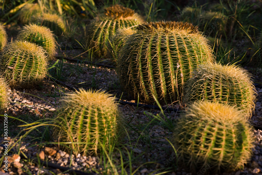 Large round cacti with long needles grow on the street among the small stones Large round cacti with long needles grow on the street among the small stones