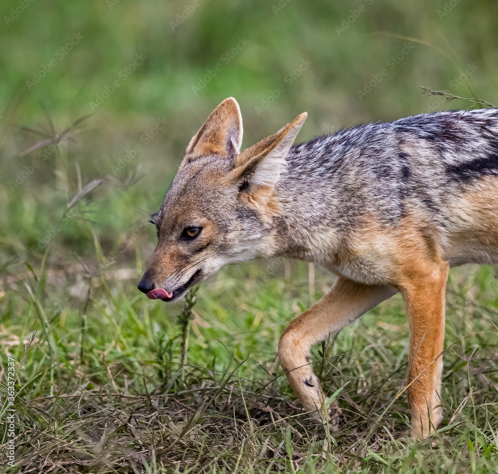 Silverback jackal licks his chops in anticipation of food Silverback jackal licks his chops in anticipation of food