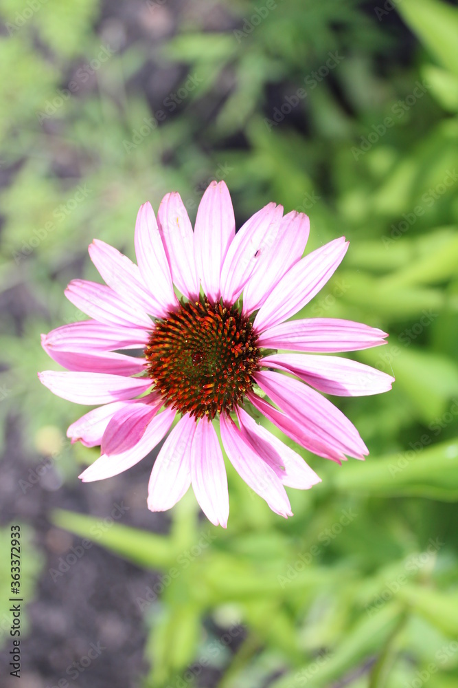 Obraz premium pink cosmos flower