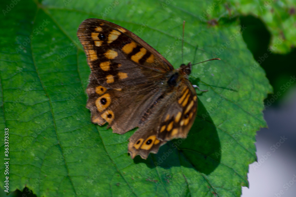 Small butterfly on a green leaf Small butterfly on a green leaf