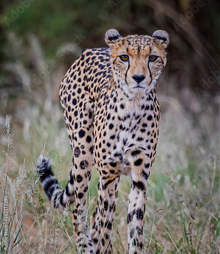 Very thin female cheetah walks through bush in Kenya  hunting