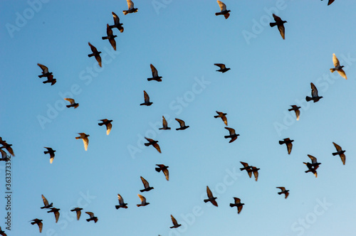flock of birds flying in a light blue sky
