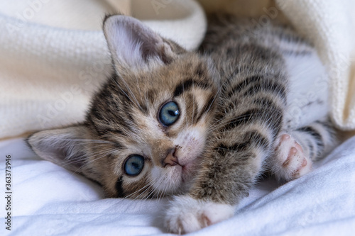 Cute striped kitten lying white blanket on bed. Looking at camera. Concept of adorable little pets