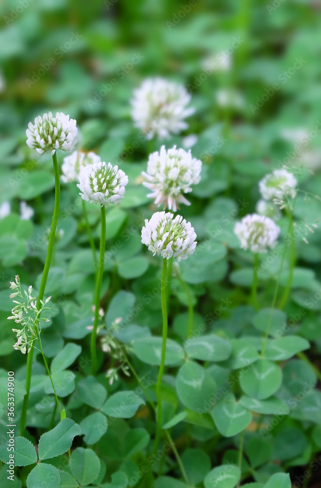 White clover meadow flowering plant (Trifolium repens) in summer, macro photography, selective focus. White clover meadow flowering plant (Trifolium repens) in summer, macro photography, selective focus.
