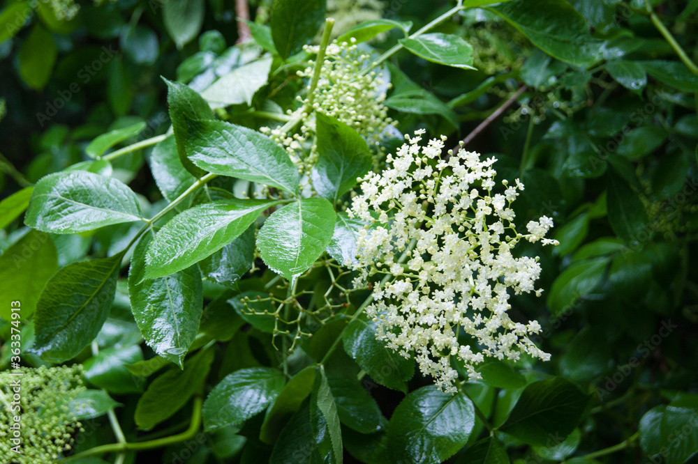 elderberry or black elder Sambucus nigra flower elderberry or black elder Sambucus nigra flower