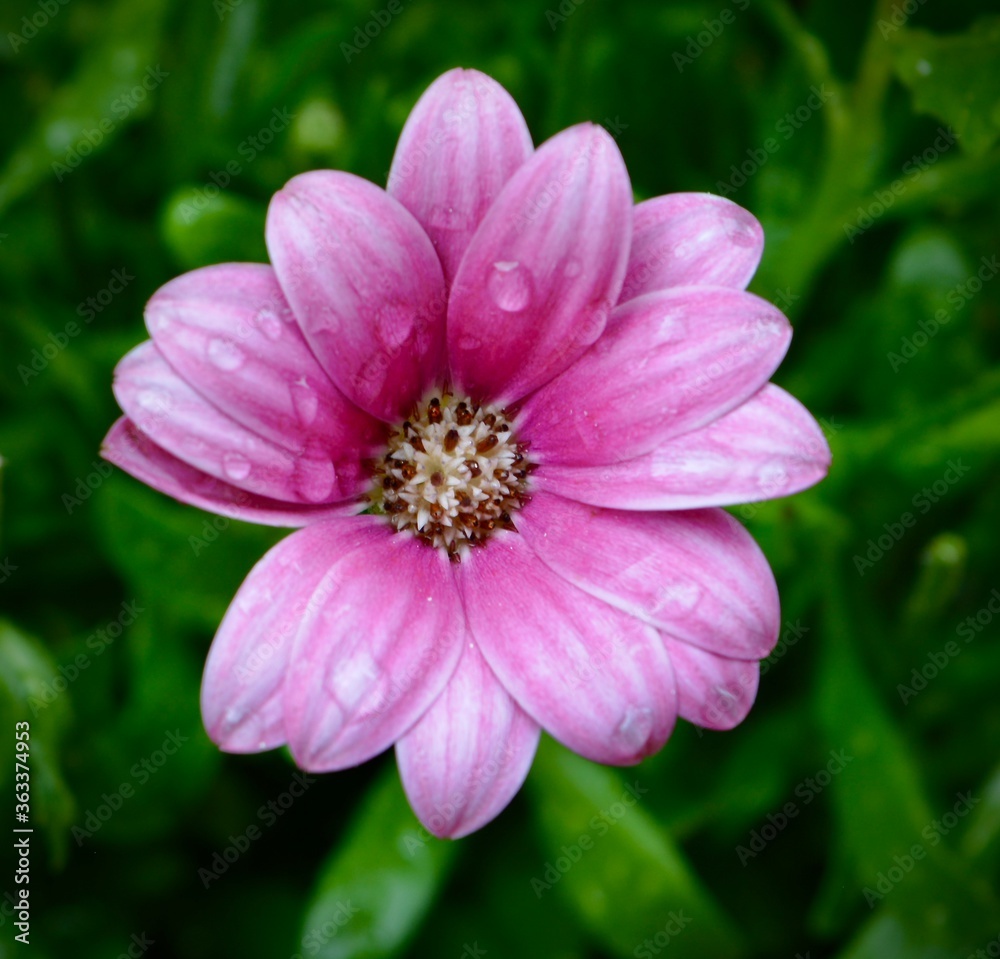 Fototapeta premium Single deep pink flower from the Osteospermum plant - picture taken just after some rain showing raindrops on the leaves.