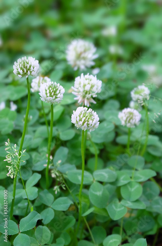 White clover meadow flowering plant (Trifolium repens) in summer, macro photography, selective focus.