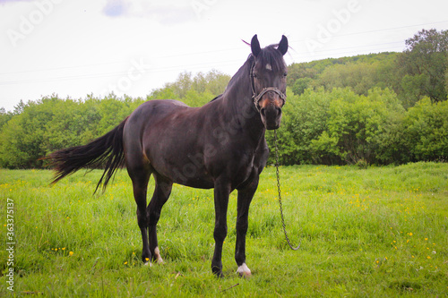 One Black Horse Grazing On A Leash In A Meadow © CuteIdeas