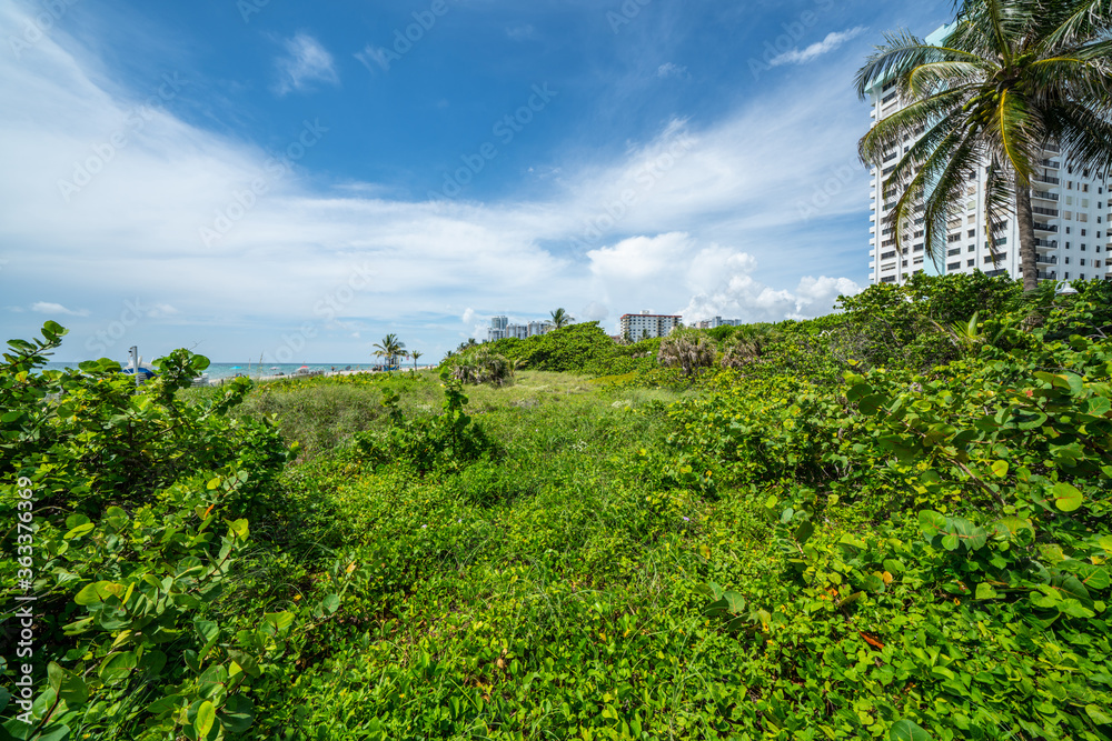 Fototapeta premium Nature landscape at Hollywood Beach FL