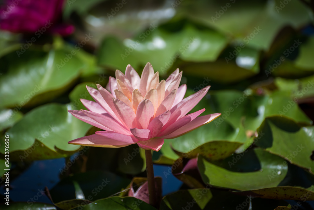 Pink water lily (Nymphaea species) flower on large round leaves Pink water lily (Nymphaea species) flower on large round leaves