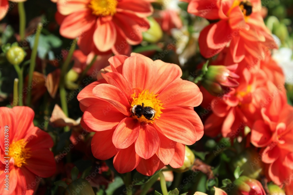 Bright orange dahila flowers blooming in mid summer Bright orange dahila flowers blooming in mid summer