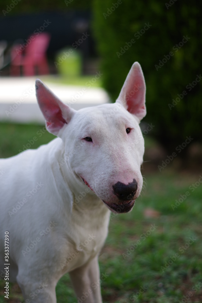 cane bianco attento bull terrier primo piano su sfondo verde 