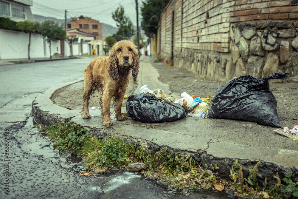 Stray Dog Wet from Rain near Some Garbage Bags