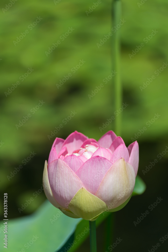 Pink lotus (Nelumbo species) with blurred background