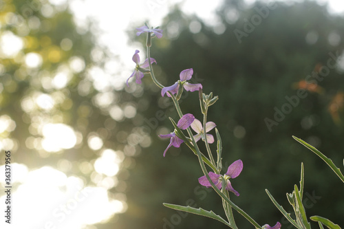 Violet flower in nature