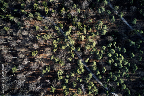 Aerial drone view of trees in autumn. Street crossing the forest with long evening sun shadows. Beautiful top view. Green and Brown tones.