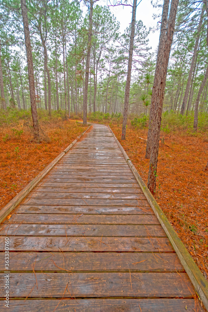 Boardwalk Through a Wetland Forest on a Rainy Day Boardwalk Through a Wetland Forest on a Rainy Day