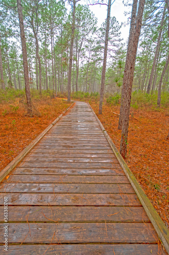 Boardwalk Through a Wetland Forest on a Rainy Day