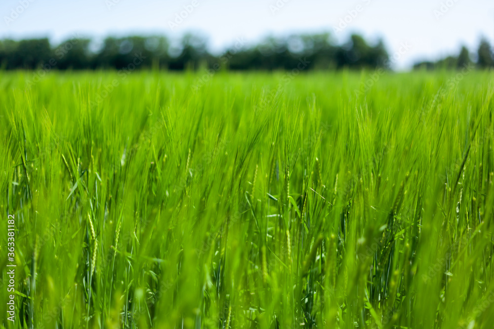 young green wheat ears against the background of trees and blue sky with blurry background, used as a background or texture, soft focus young green wheat ears against the background of trees and blue sky with blurry background, used as a background or texture, soft focus