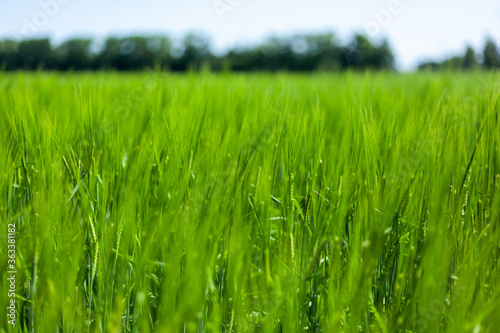 young green wheat ears against the background of trees and blue sky with blurry background, used as a background or texture, soft focus