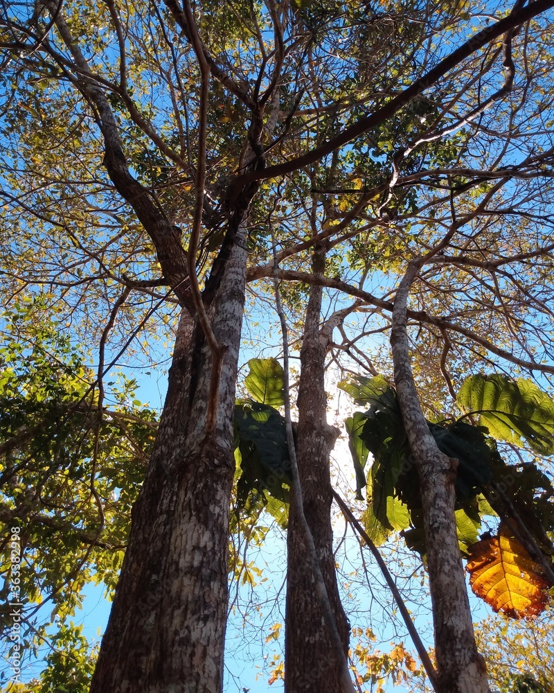 Fototapeta premium trees in autumn