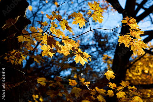 The highlight of maple leaves in the forest in autumn.