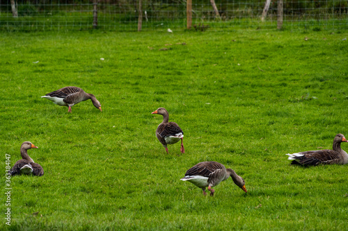 Fototapet A gaggle of Geese in a field